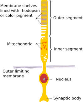 Rod cells