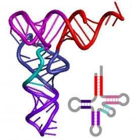 Ribonucleic acid