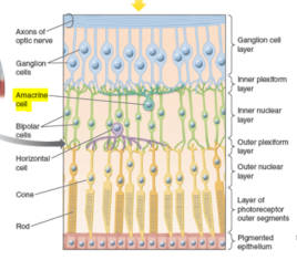 Amacrine cell