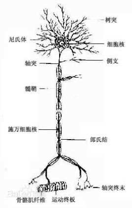 Nerve cell
