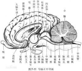 Central Nervous System