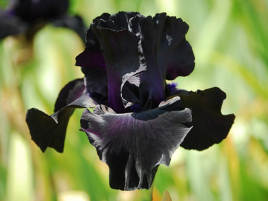 Black flower iris 
