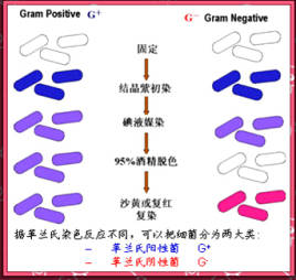 Gram dyeing method