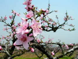Feicheng Peach Blossom Festival