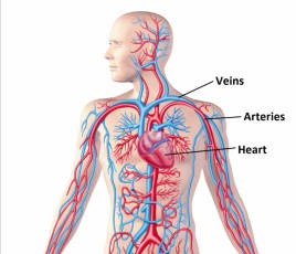 blood circulation