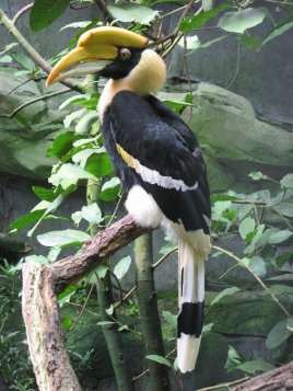 Two-angle hornbill