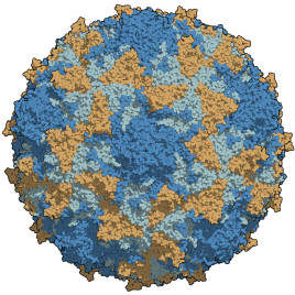 Spinal virus virus