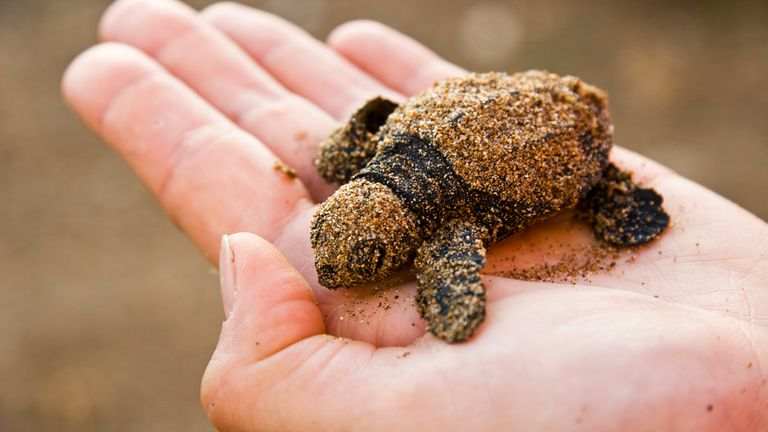 La mayoría de las tortugas marinas de la costa este de Australia han consumido plástico, encuentra un estudio