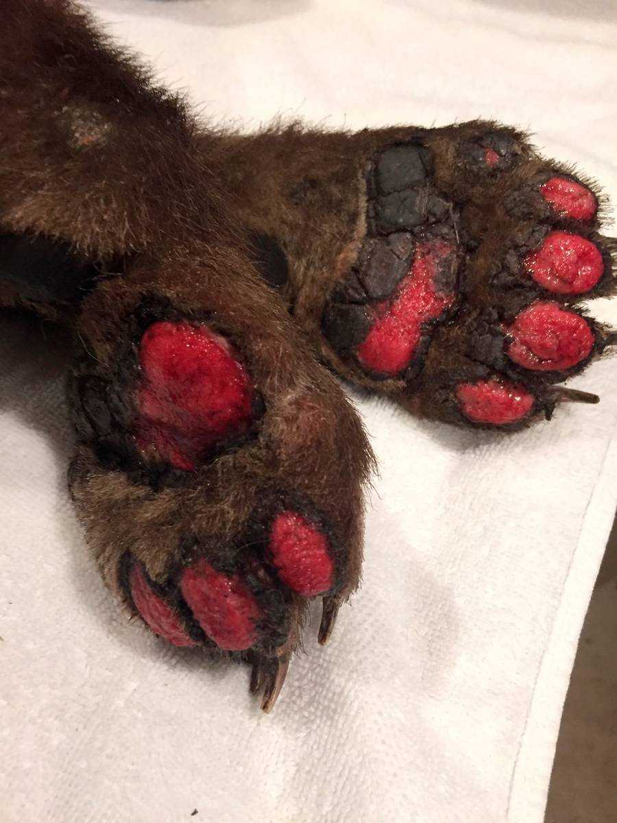 Un ourson californien, brûlé dans un incendie, s'échappe du centre de Tahoe
