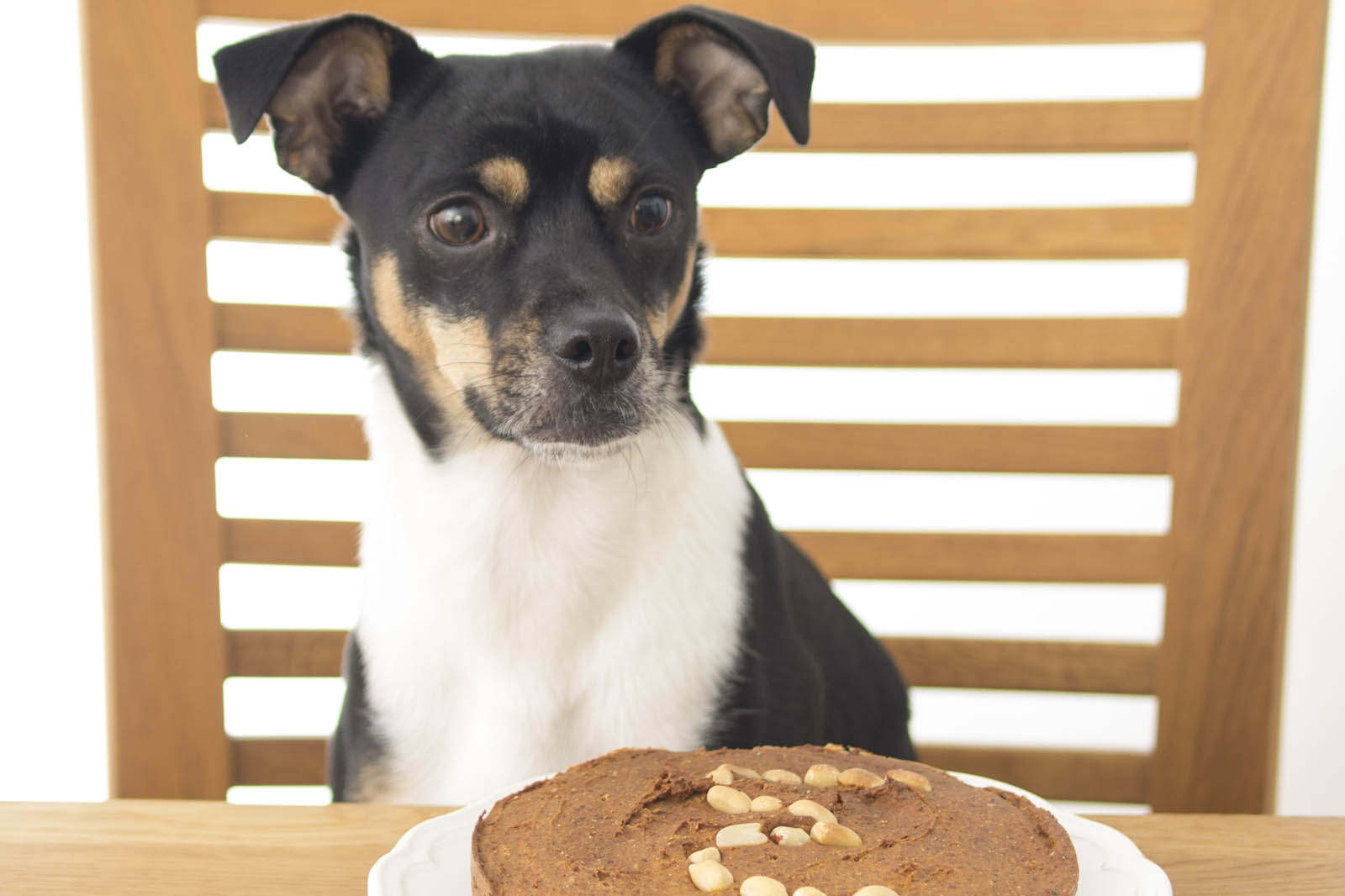 Hund und Katze vegan ernähren – wie artgerecht ist das? 