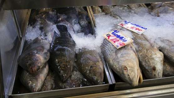 Aquacultura de peces por ocho mil millones
