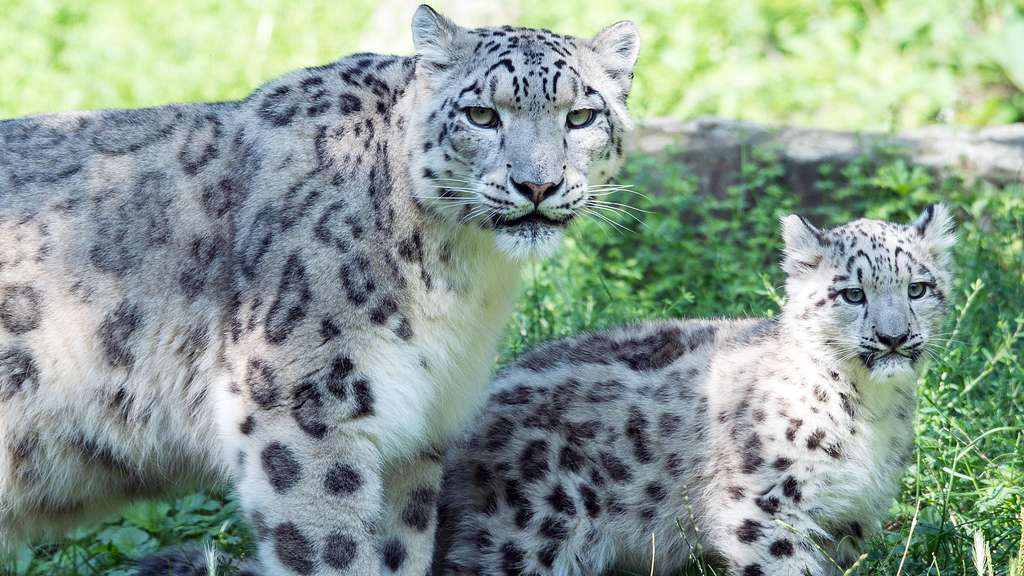 Coronavirus en animales: leopardo de nieve raro infectado