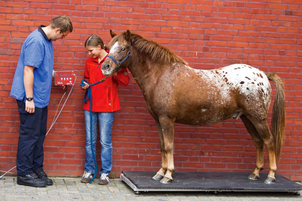 Síndrome Metabólica Equina (EMS) em cavalos