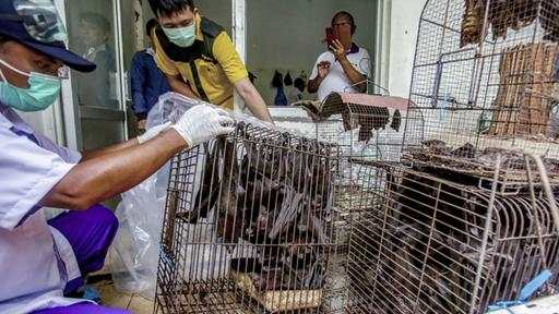 Seuchen-Bekämpfung WHO will Wildtierhandel stoppen 