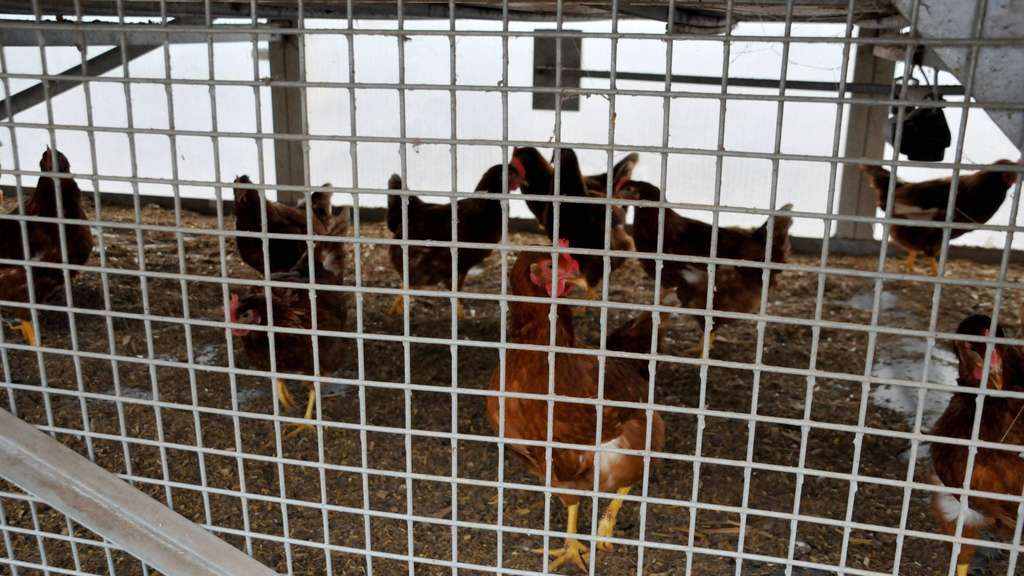 Geflügelhalter und Tiere in Thedinghausen leiden unter der Vogelgrippe 