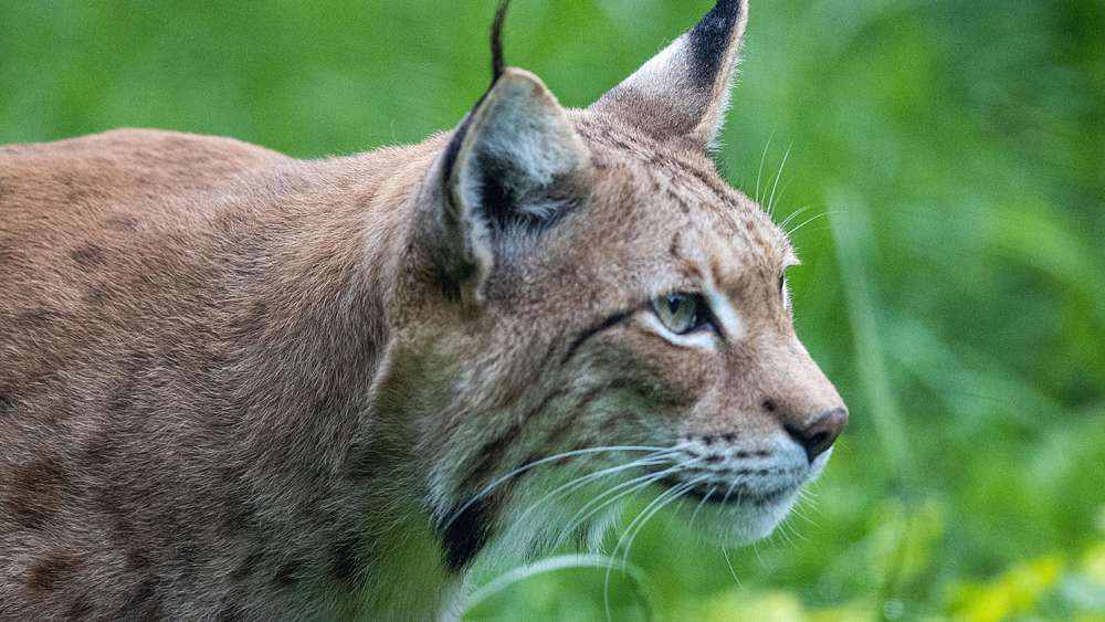 Vom Aussterben bedroht: Diese Tierarten stehen in Deutschland auf der roten Liste 