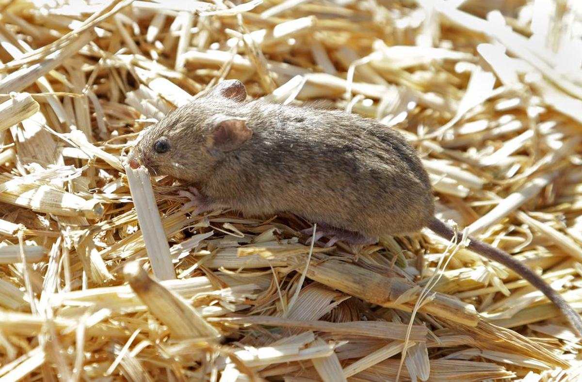 Danos nos milhões - os australianos querem combater ratos com veneno 