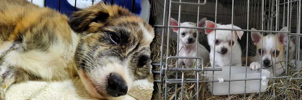 Achtung, tödliche Hunde-Seuche! Tierschützer warnen vor der Ausbreitung – DAS ist der Grund, dass es immer mehr Fälle gibt 
