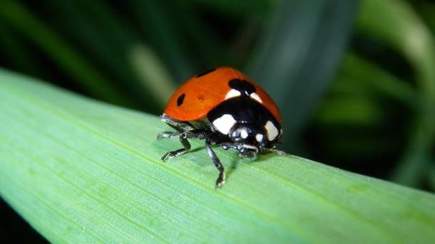 Diese Insekten sind im Haushalt nützlich – mehr als lästige Besucher