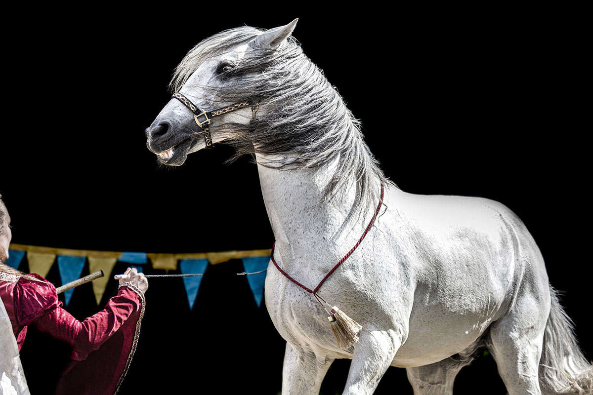 Hunde, Pferde & Ziegen: So leiden domestizierte Tiere im Zirkus 