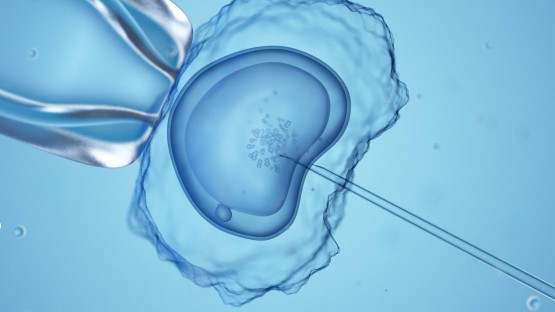 Neue Forschung am frühen Embryo14 Tage Menschenleben 