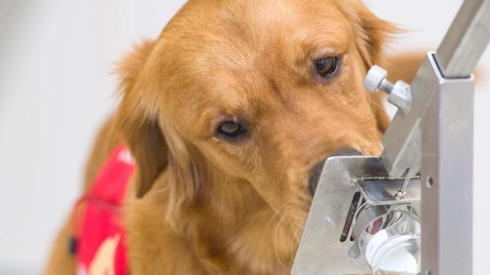 Hundefutter-Trends: Eine Ernährungsberaterin gibt Orientierung 