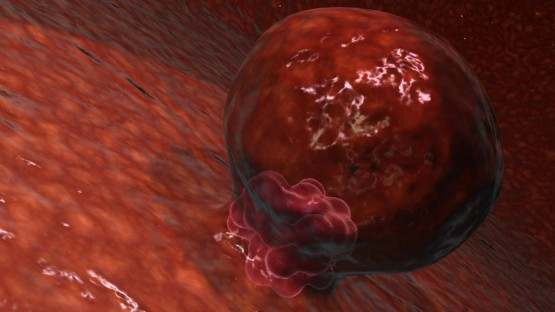 Neue Forschung am frühen Embryo14 Tage Menschenleben
