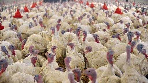 Virus H5N8 in Russland Vogelgrippe erstmals auf Menschen übertragen