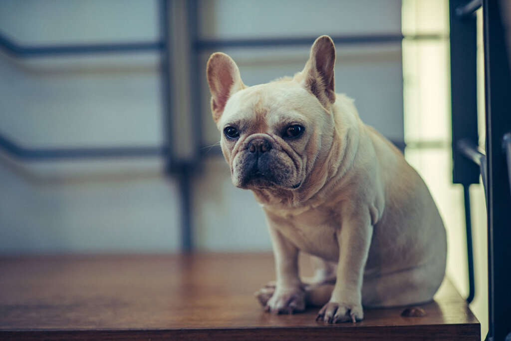 Por qué no deberías comprar un bulldog francés