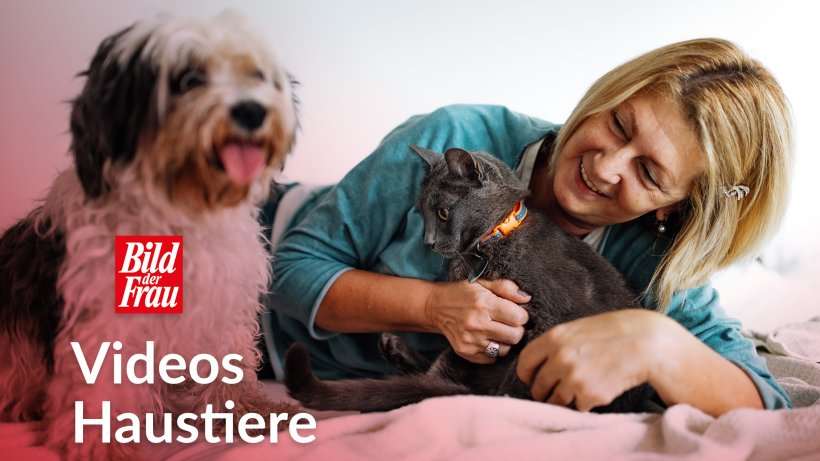 Corona-Ansteckung bei Haustieren: So infizieren sich Hund & Katze 