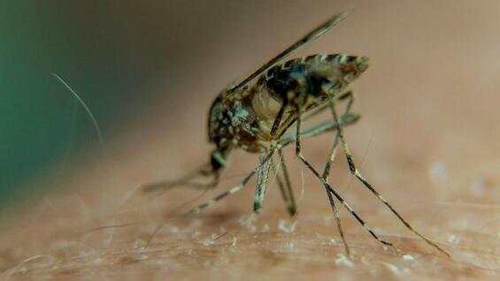 West-Nil-Virus verbreitet sich : Heimische Mücken übertragen gefährliche Krankheiten