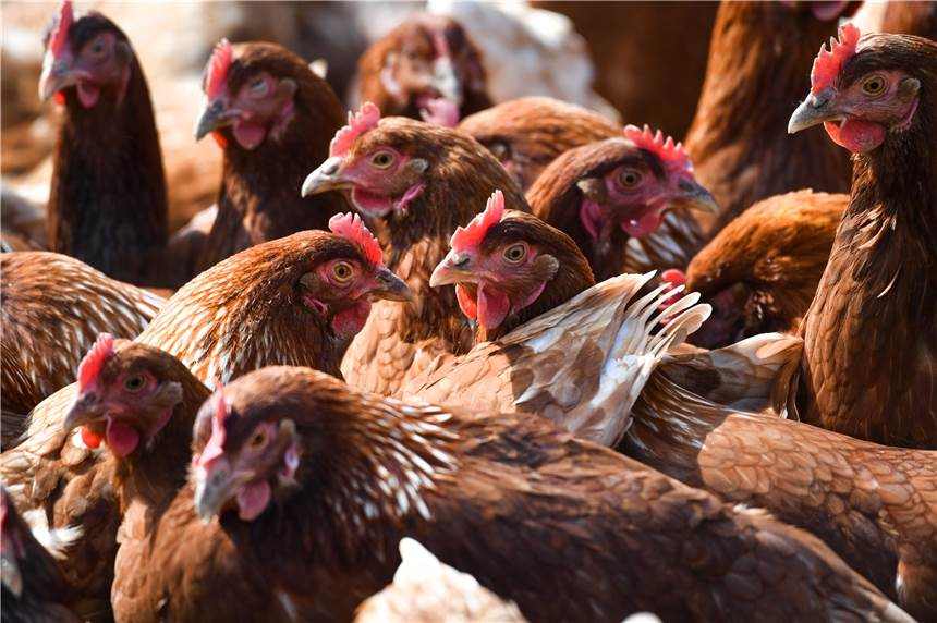 Medo da gripe aviária: os estábulos agora são obrigatórios no distrito de Coesfeld
