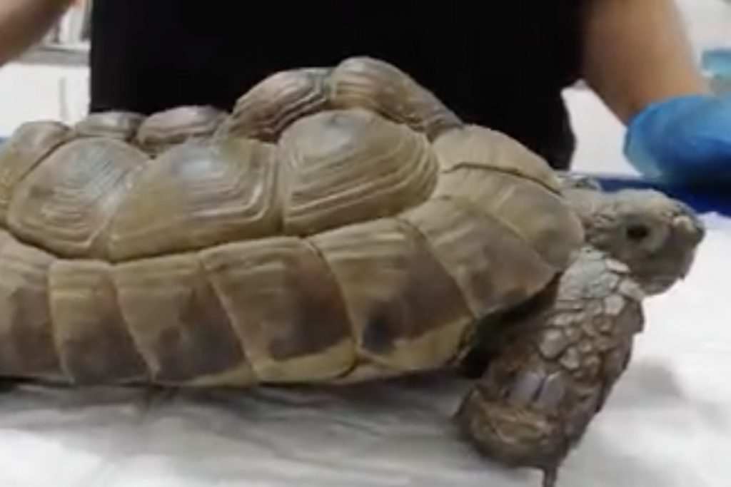 Butterweicher Panzer: Kranke Schildkröten in Aachen gefunden 