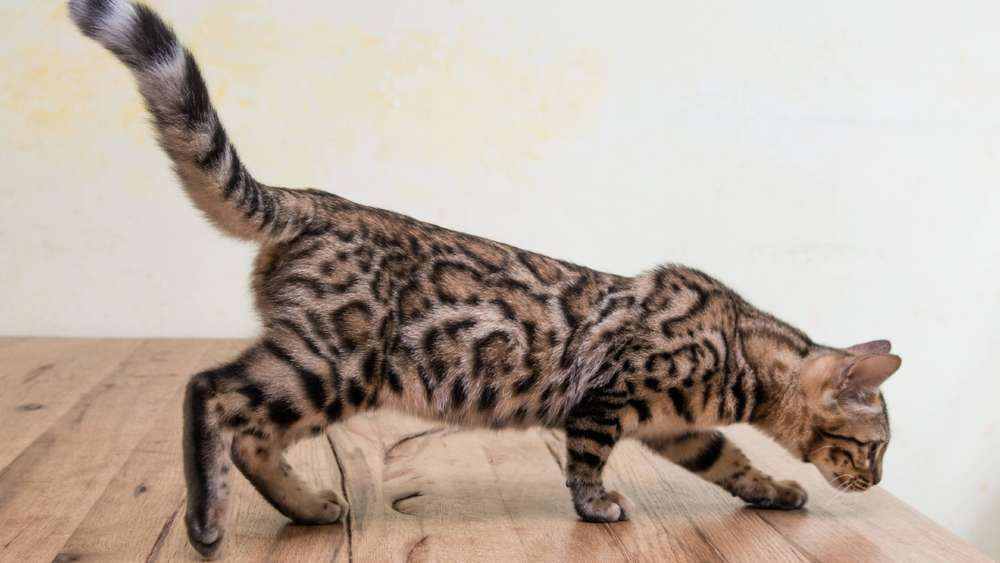 Katzen: Das sind die beliebtesten Katzenrassen in Deutschland 