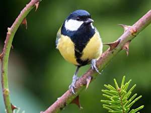 Vögel füttern: Amsel und Rotkehlchen bevorzugen Obst 