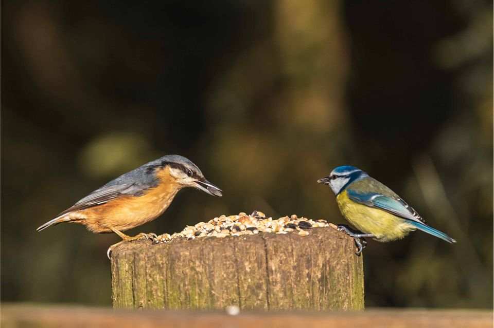 Vogelfotografie: Sechs Tipps für besondere Aufnahmen 