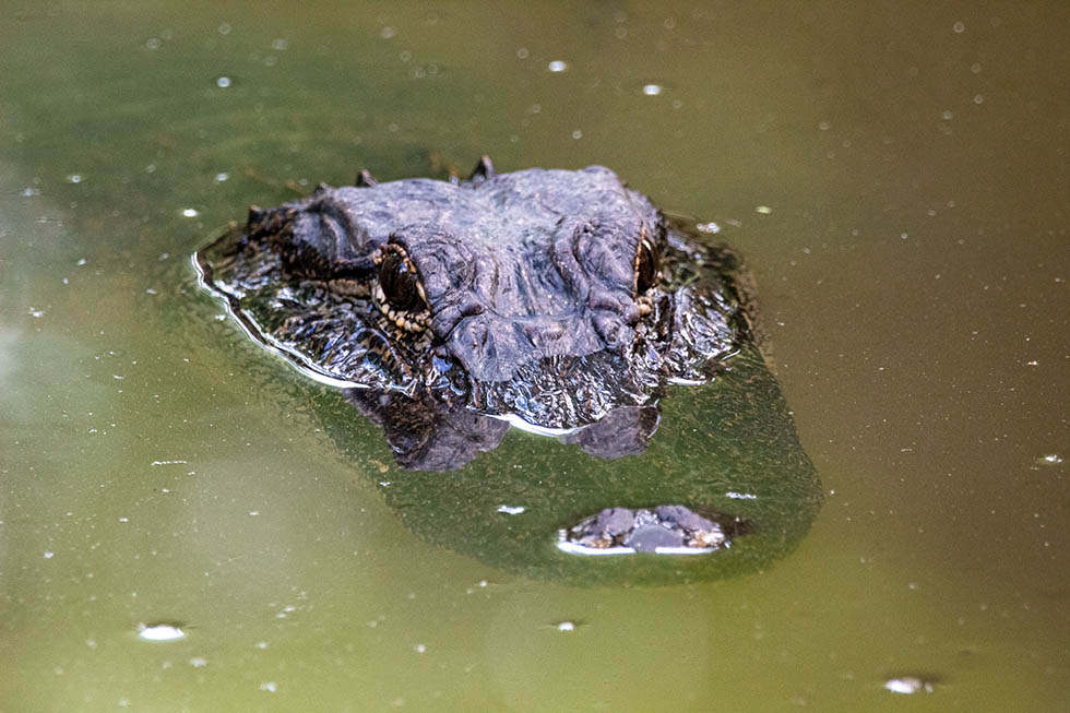 Das Krokodil: 11 faszinierende Fakten über Krokodile 