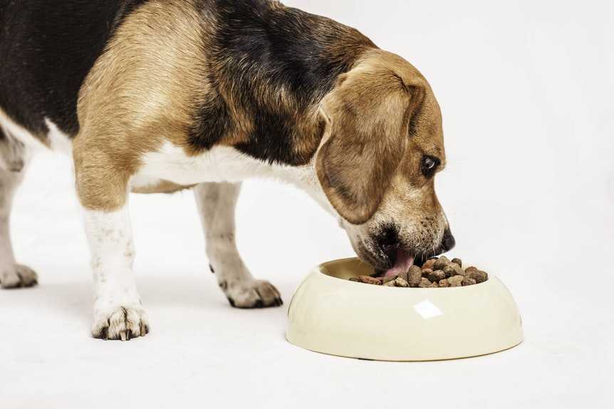 „Barf“: Warum Sie Ihrem Hund niemals rohes Fleisch geben sollten 