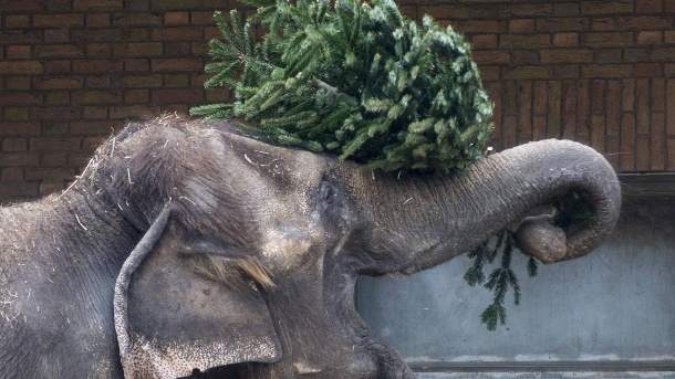 Tierfutter oder Müllkippe? Das passiert mit alten Weihnachtsbäumen 