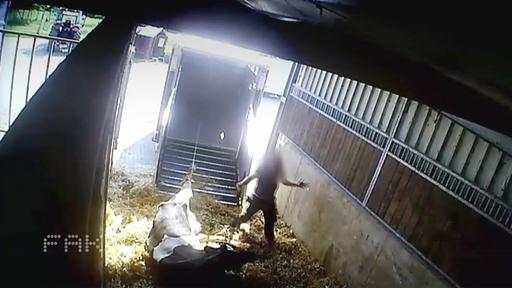 Vorwurf der Tierquälerei: Razzia bei Fleischhändler  