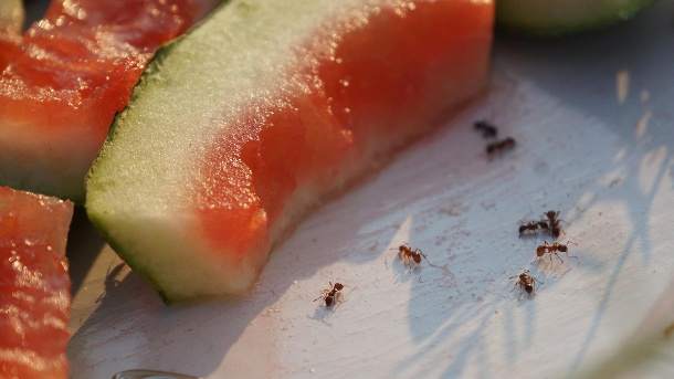 Ameisen bekämpfen: Hausmittel gegen Ameisen im Haus