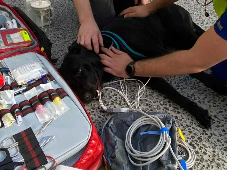 Primera ambulancia para animales en Suiza - Para mascotas necesitadas hay