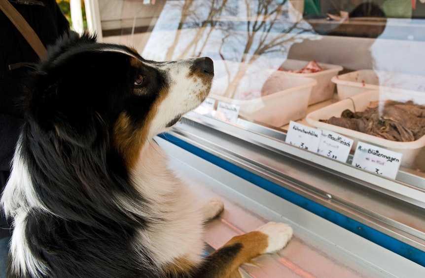 „Barf“: Warum Sie Ihrem Hund niemals rohes Fleisch geben sollten 