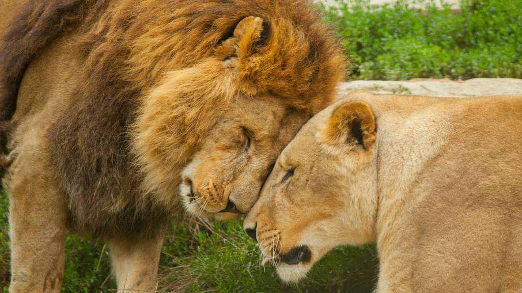 Zoo Osnabrück: Löwe greift an - Pflegerin geht es wieder besser