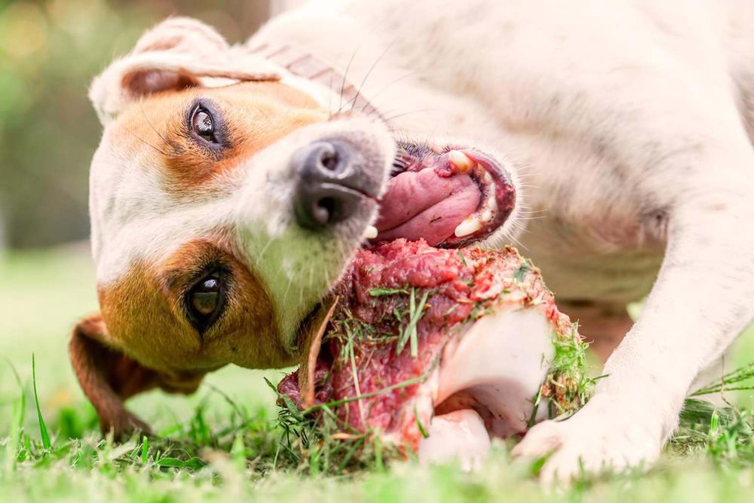 Multiresistente Keime im Hundefutter – was «Barfen» damit zu tun hat 