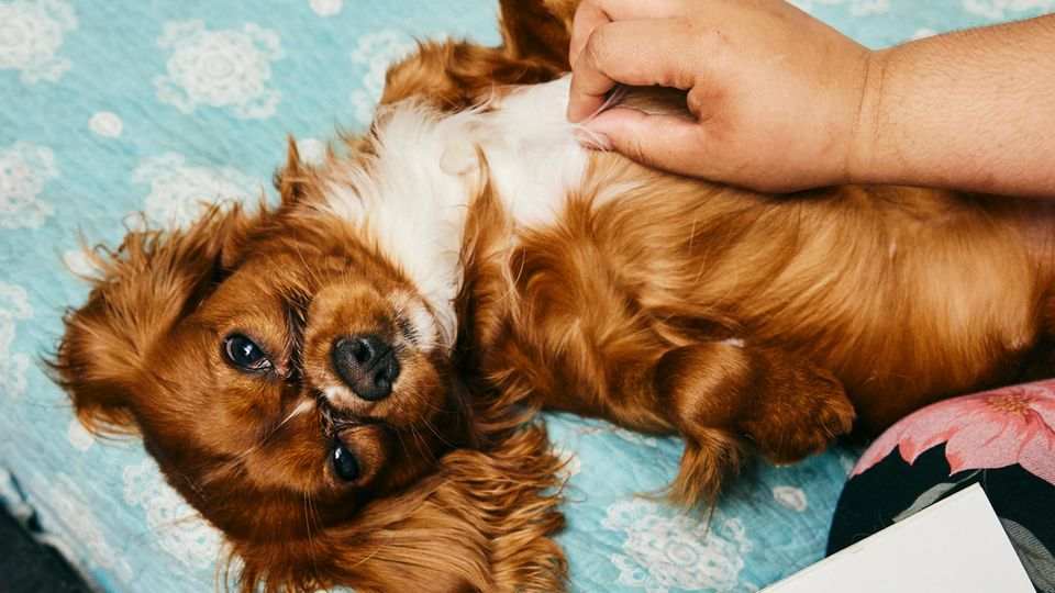 Dogsharing: Zwei Halter teilen sich einen Hund 