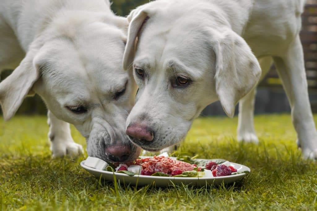 Freqüentemente, patógenos multirresistentes em alimentos para cães e gatos - também um risco para a saúde humana