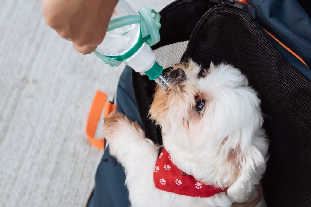 15 wirklich fragwürdige Dinge, die nur Menschen mit Hund tun 