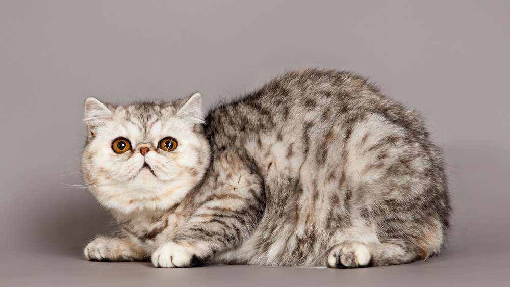 Katzen: Das sind die beliebtesten Katzenrassen in Deutschland 