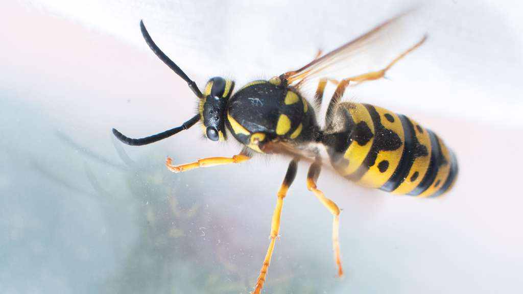 Wespen vertreiben: Effektive Hausmittel helfen gegen die Insekten